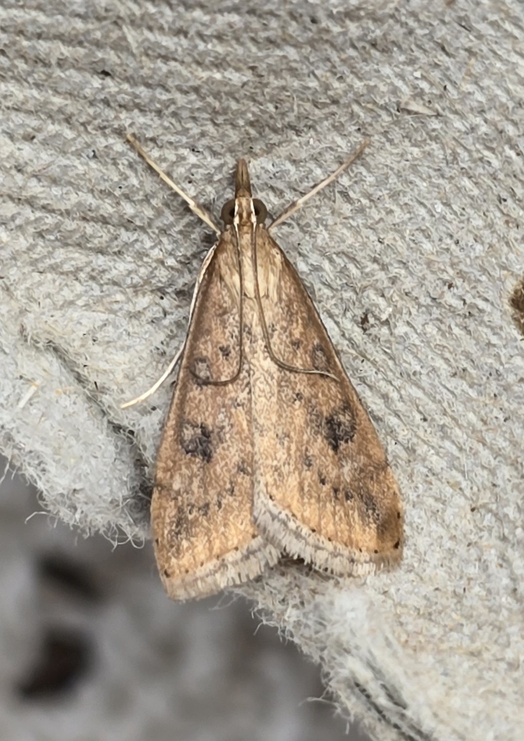 Photo of Rusty-dot Pearl (Udea ferrugalis)